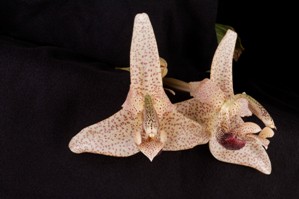 Stanhopea haseloffiana Huntington's Masterpiece HCC/AOS 77 pts. inflorescence